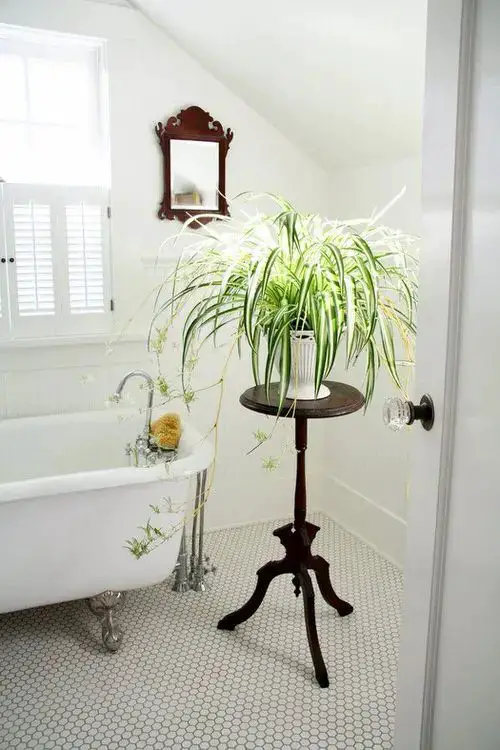 Rainforest Plants to Grow in Bathroom 7