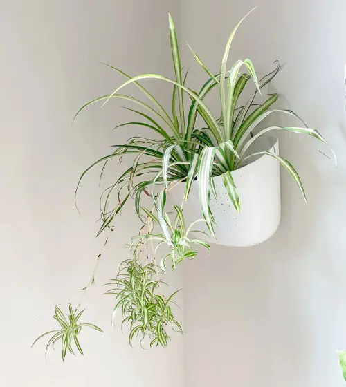 Indoor Plants You can Grow from Pups