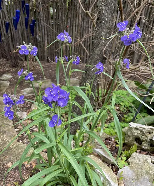 Blue Flower Names in blue pot 