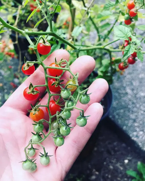 Spoon Tomato Care