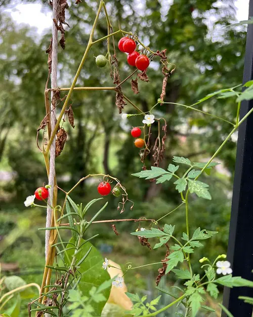 Propagating Spoon Tomatoes