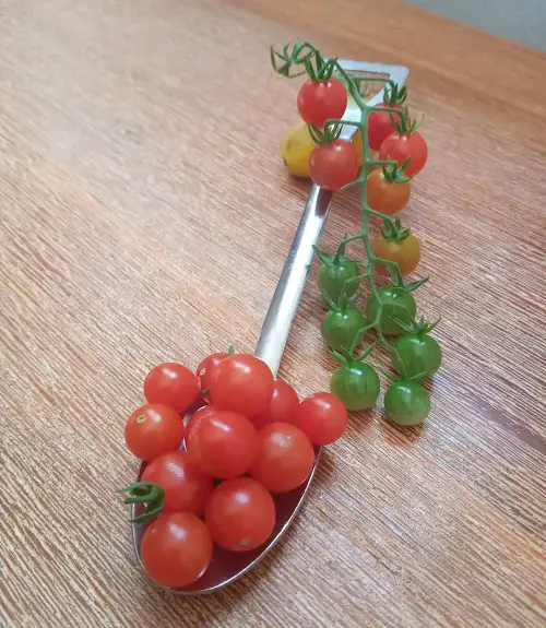 Requirements to Grow Spoon Tomatoes