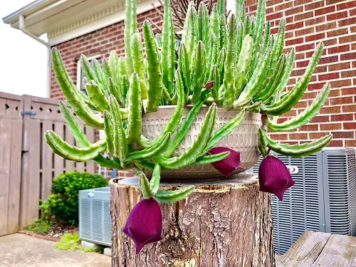 purple flowers succulent 4