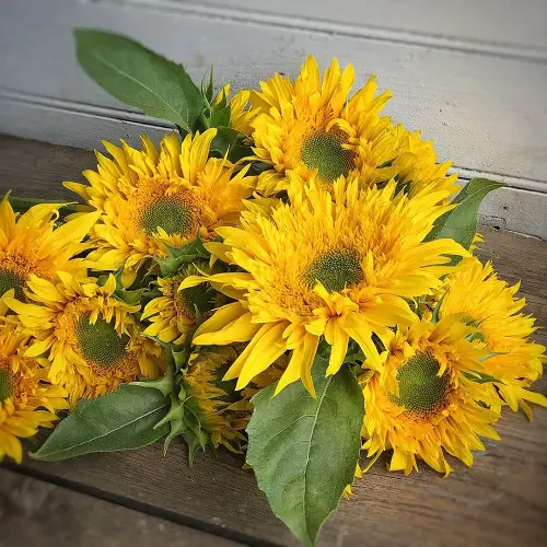 Best Sunflower yellow Colors