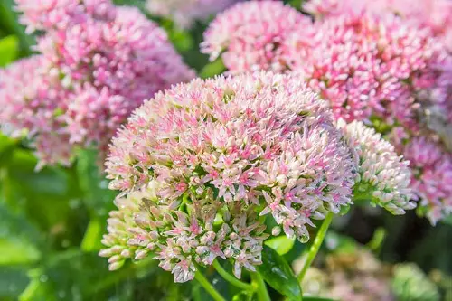 lovely Companion Plants For Red Hot Poker Plant