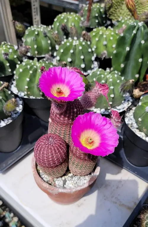 purple flowers succulent 2