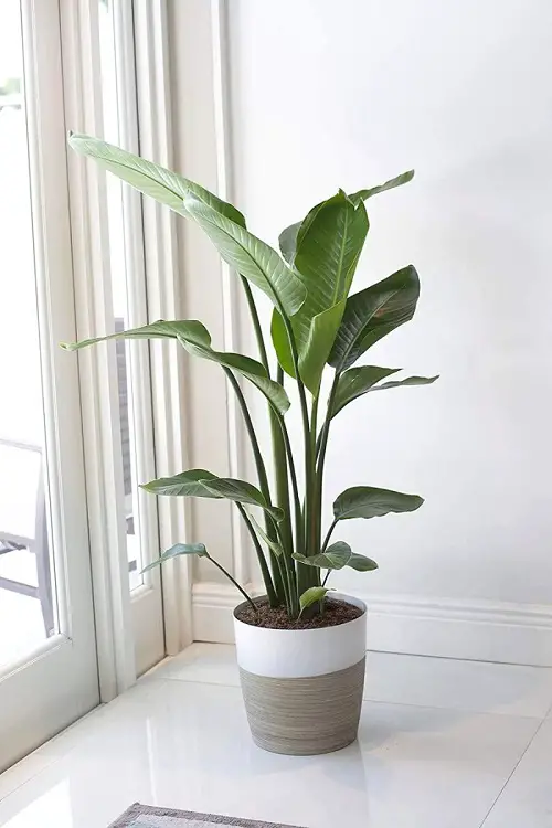 Plants You Can Grow Indoors from Pups