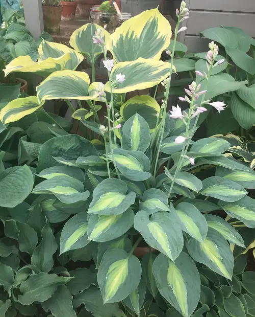 Hostas with Purple Flowers and Leaves 7