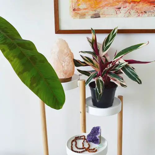 plants having green and purple leaves 3