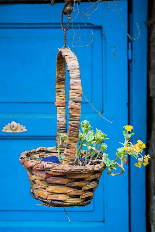 Palmer's Sedum Hanging Basket in Enterace 