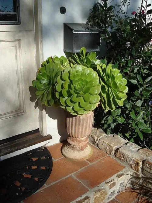 A Stunning Irish Rose Planter ideas