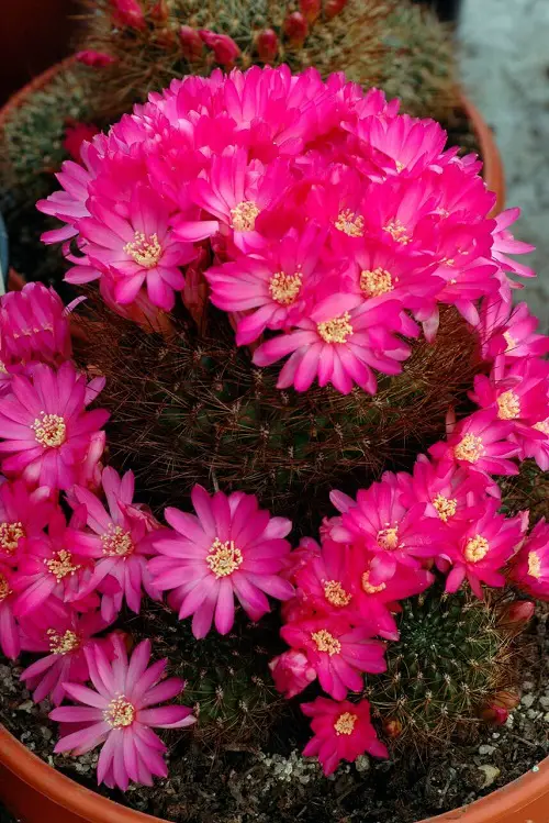 Succulents with Purple Flowers 8