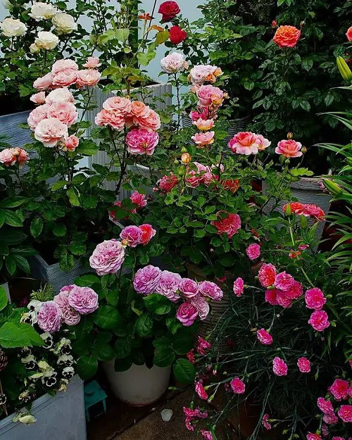 amazing Annual Flowers that Bloom Throughout the Summer