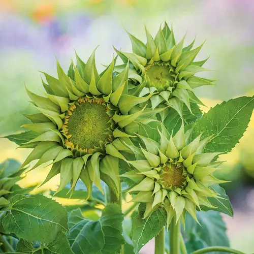 Best Green Colors Sunflower 