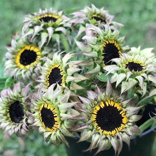 Best Sunflower Colors - Green 