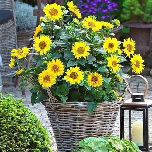 Are Sunflower Perennials in garden