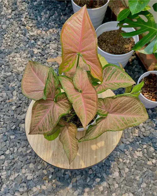 Top Pink Syngonium Types