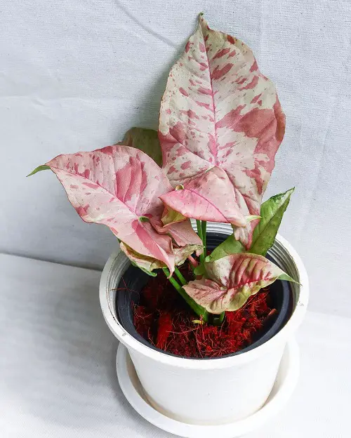 Superior Types of Pink Syngonium indoor