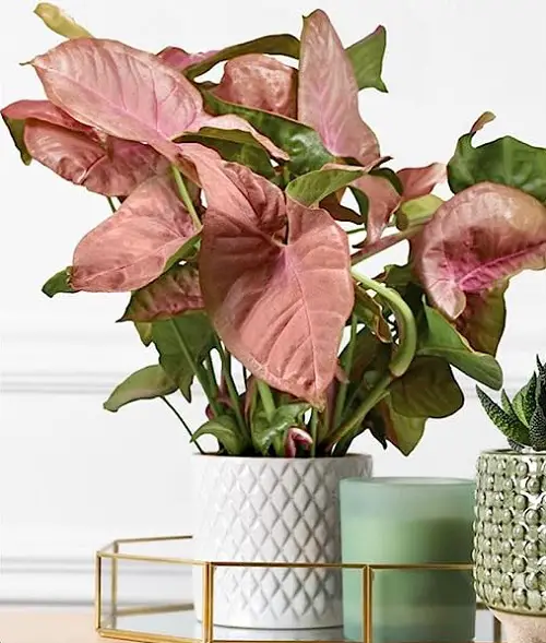 best Popular Varieties of Pink Syngonium