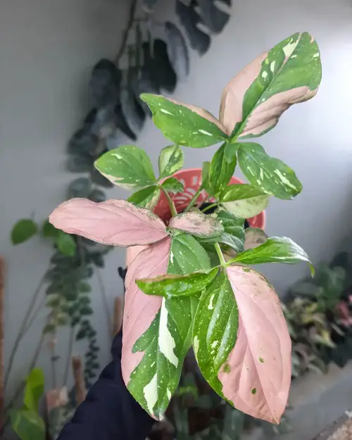 beatiful Pink Syngonium Types