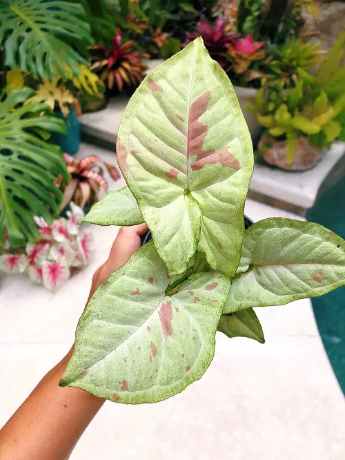 The Best Types of Pink Syngonium