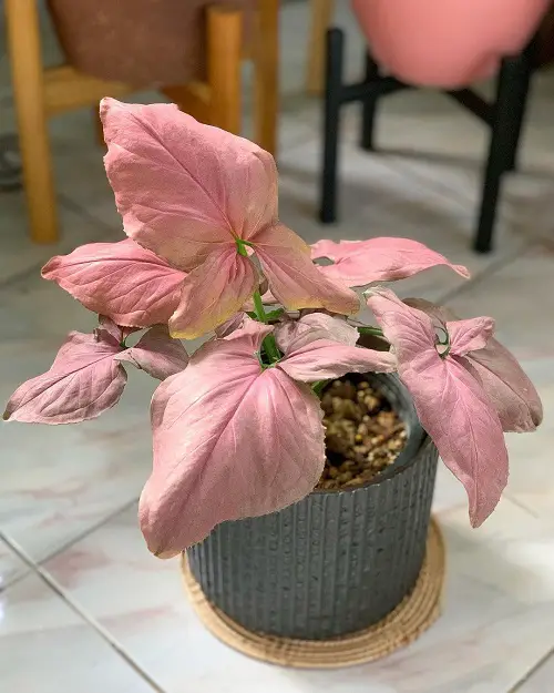 lovely Varieties of Pink Syngonium