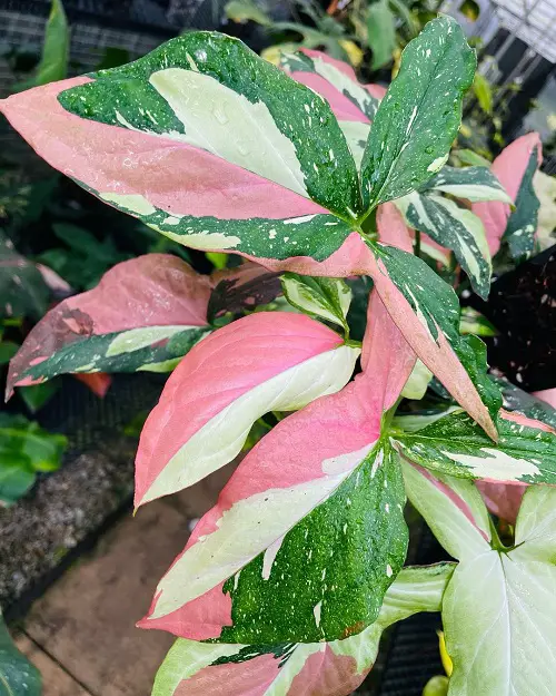 lovely Top Pink Syngonium Types
