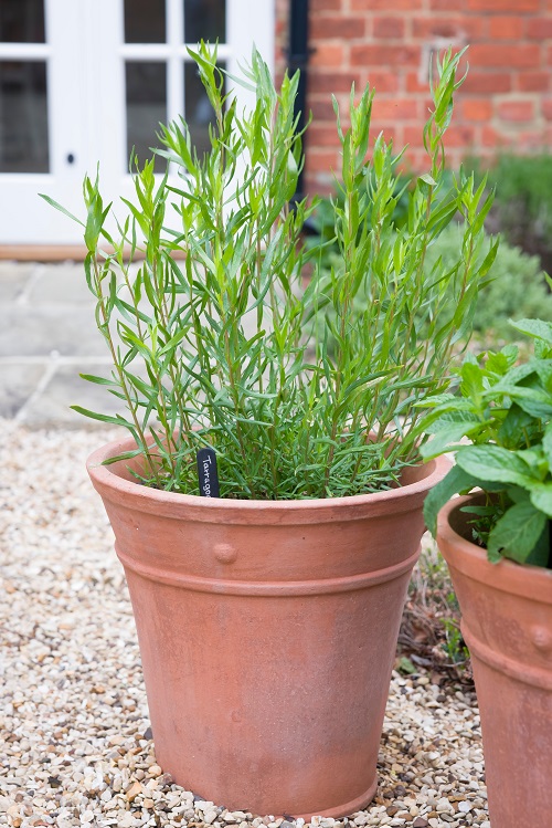 Tarragon plants companion for okra