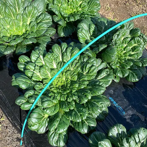 Best Vegetables that are Ready to Harvest in Less than 2 Months