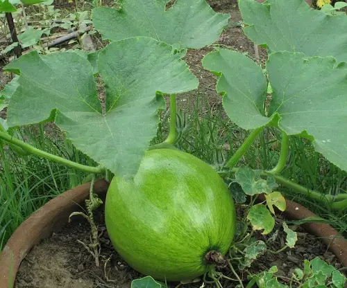 top  Vegetables that are Ready to Harvest in Less than 2 Months! 5