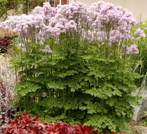 Meadow Rue Flowers that Grow Without Sunlight