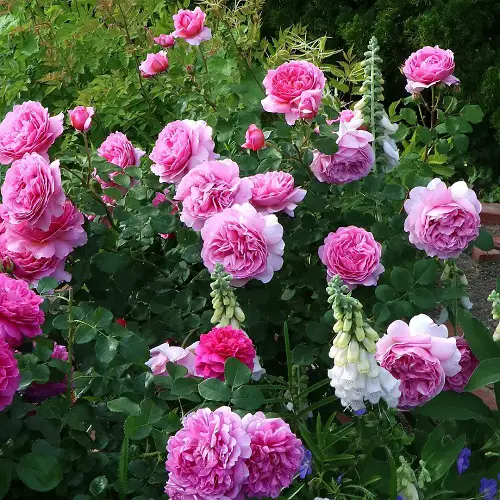 The Lifespan of Rose Blooms and Plants