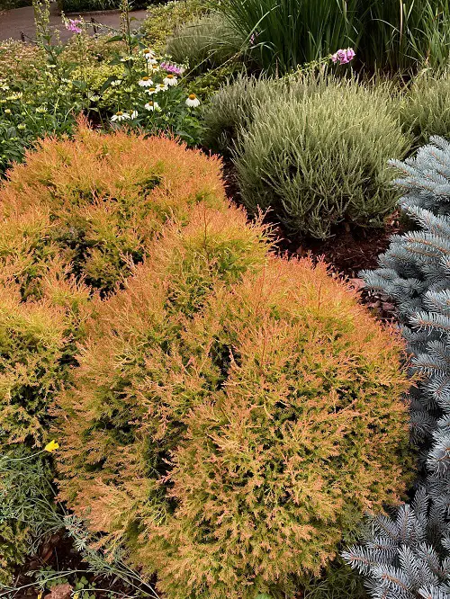 Greatest Evergreen Shrubs for Low Upkeep
