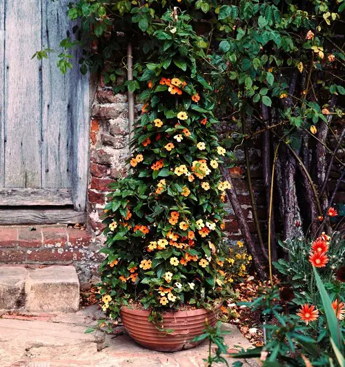 Fast Growing Vines for Covering a Fence or Wall