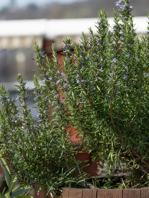 Wasp Repellent Plants 13