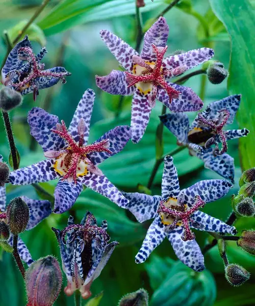 Perennials for Shade That Bloom all Summer