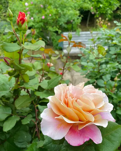 Top Rose Growing Tips