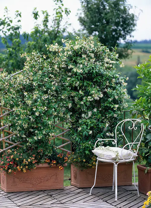 Amazing Vining Herbs for Small Spaces