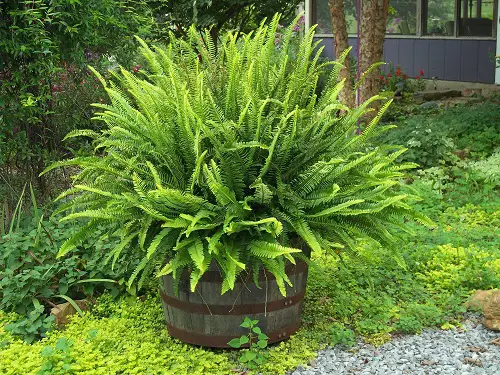 Best Non-Flowering Plants for Barrels