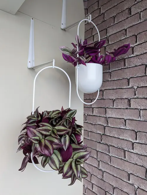 plants with green and purple leaves