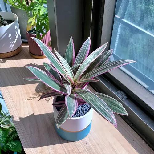 Plants with foliage facing the south window