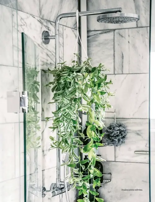 Best Shower inch plant