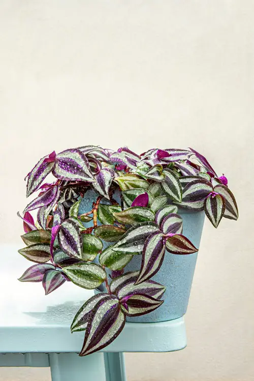 Purple and Green Plants indoor