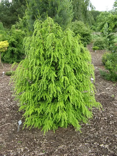 Evergreen Shrubs for Low Upkeep
