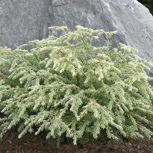 Evergreen Shrubs That Require Little Maintenance in garden