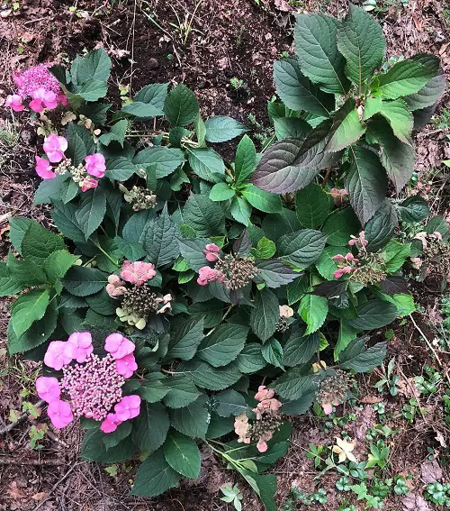 Gorgeous Varieties of Oakleaf Hydrangea 4