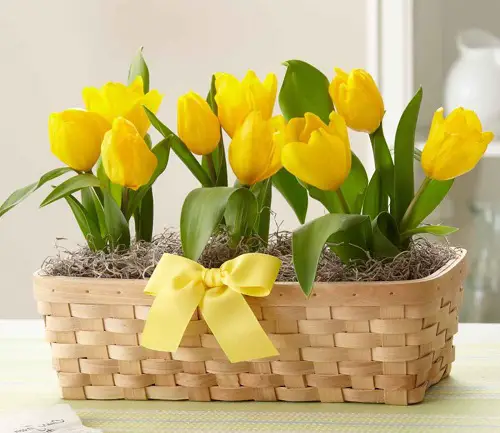 tulip Flowers for First Date