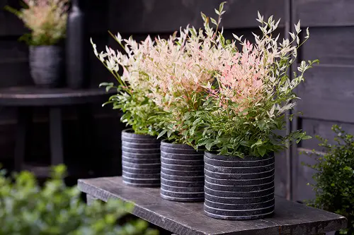lovely Types of Nandina Varieties 11