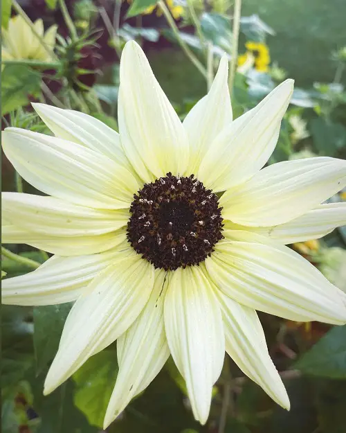 amazing Sunflower Colors - Black and White