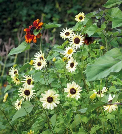 lovely White Sunflower Varieties 3